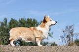 CORGI PEMBROKE 369